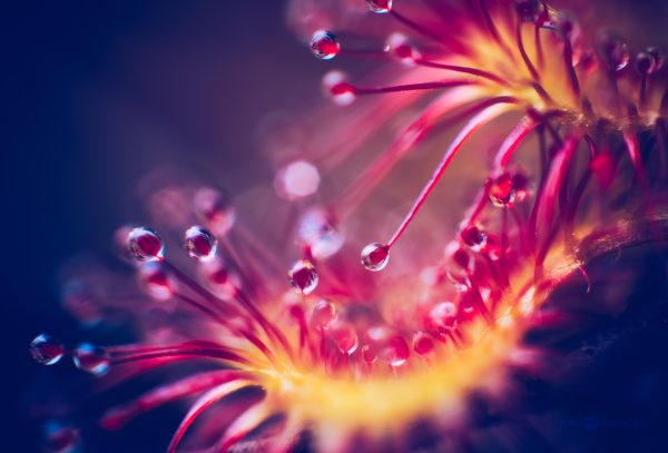 Close-Up View Of Dew Drops On A Red Sundew Plant At Dawn