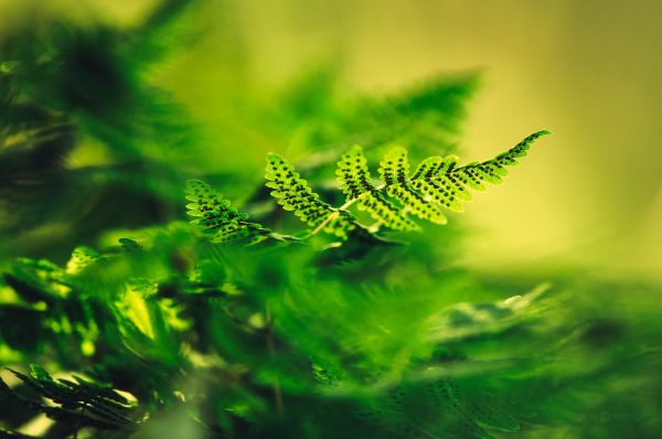 Close-Up View Of Fern Fronds Highlighted By Sunlight In A Lush Forest