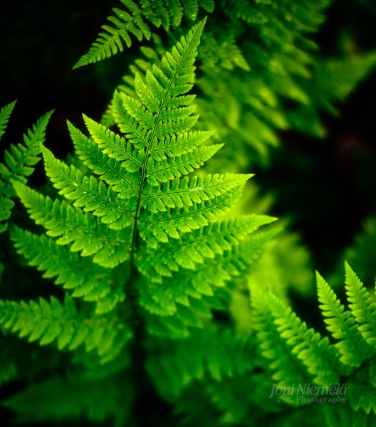 Close-Up View Of Vibrant Green Fern Leaves In A Lush Forest Setting