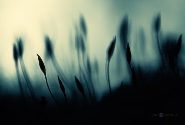 Cluster Of Haircap Moss Silhouettes