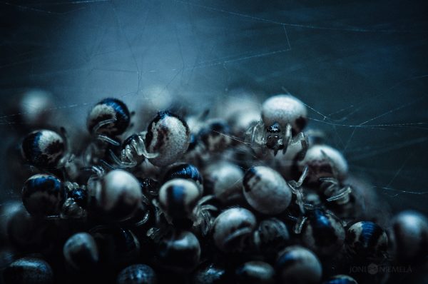 Cluster Of Spiderlings Huddled Together Shortly After Hatching