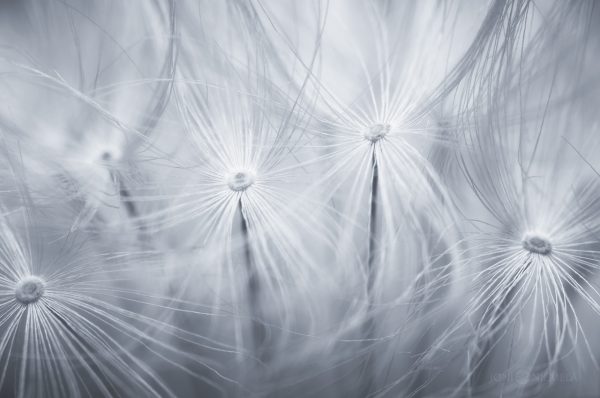 Dandelion In Black And White