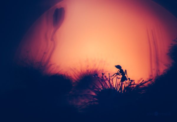 Dark Silhouette Of Ant Stuck On A Sundew
