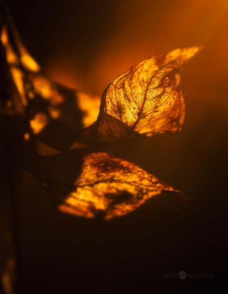 Delicate Autumn Leafs Lit By Sunlight