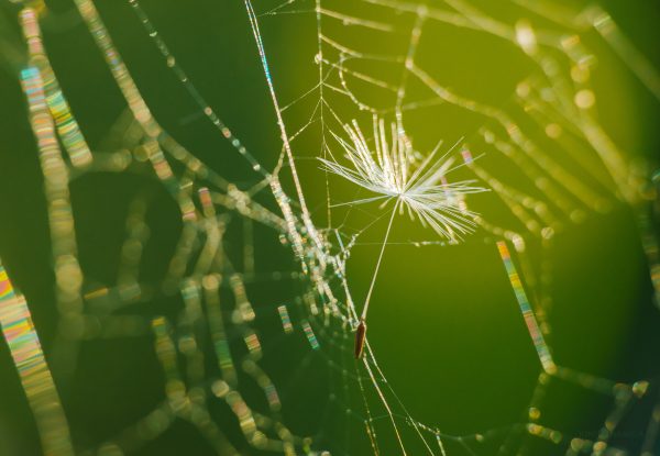 Delicate Dandelion Seed Caught In A Spider Web On A Sunny Day