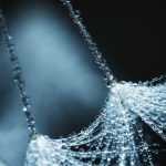 Delicate Dew Drops Glistening On A Dandelion Seeds In Early Morning Light