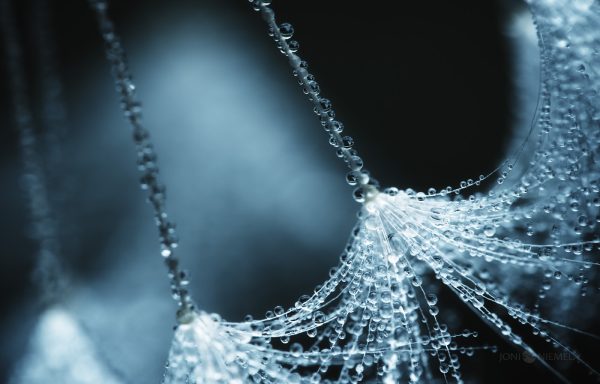 Delicate Dew Drops Glistening On A Dandelion Seeds In Early Morning Light