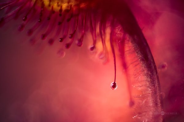 Delicate Sundew Nectar Droplets Close-Up