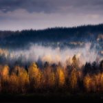 Dense Autumn Forest With Trees Under Cloudy Sky