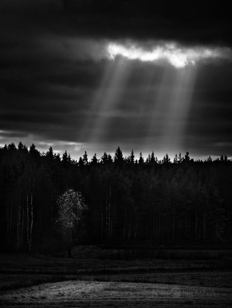Dense Black And White Forest