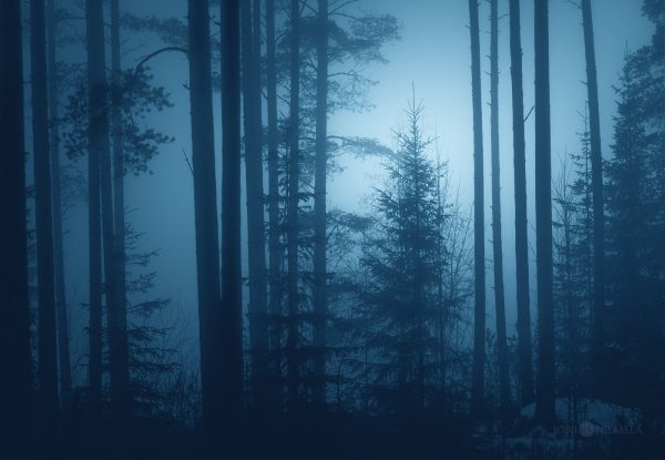 Dense Fog Blanketing Forest Of Tall Trees