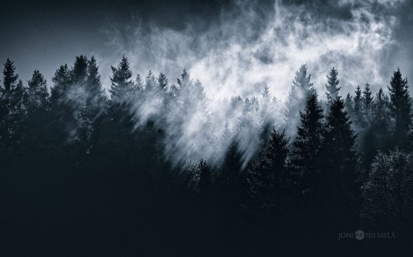 Dense Forest In Black And White