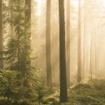 Dense Forest With Tall Trees