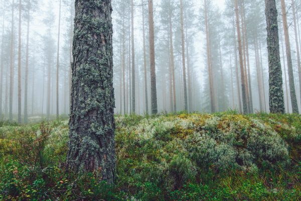 Dense Forest With Tall Trees