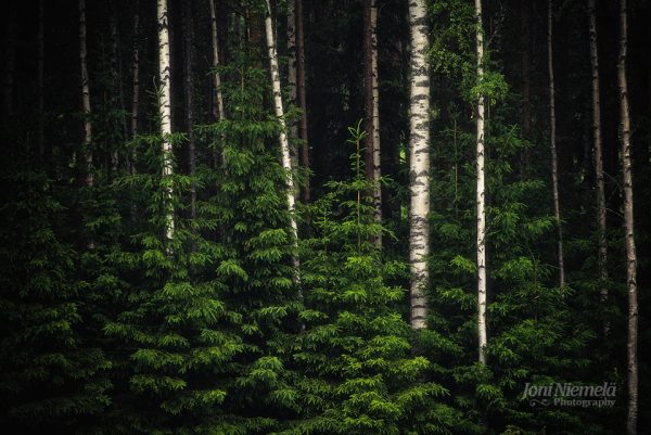 Dense Forest With Tall Trees
