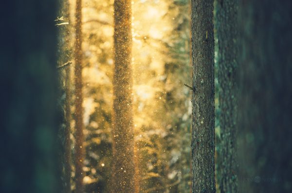 Dense Forest With Tall Trees