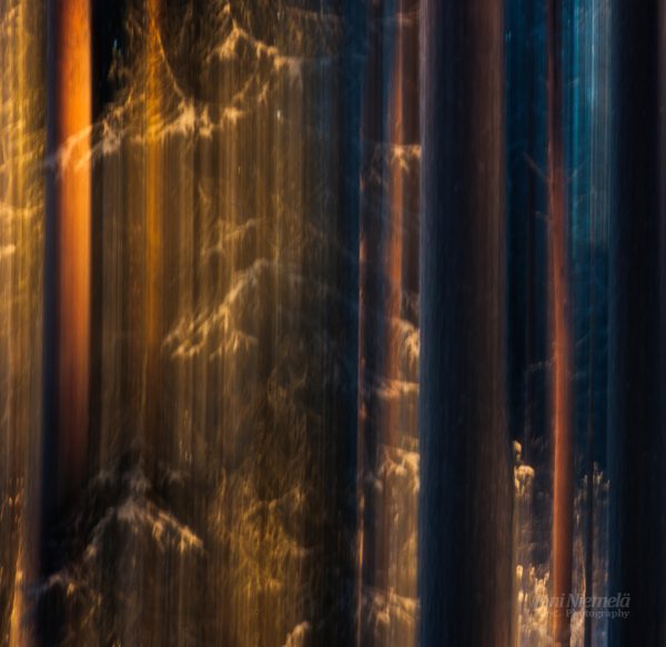 Dense Forest With Towering Trees