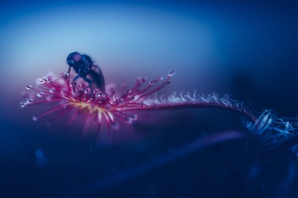 Dew-Covered Insect On A Sundew Plant In Early Morning Twilight