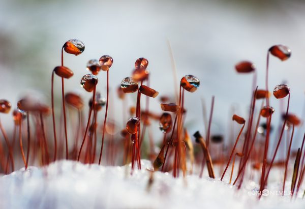 Dew Drops Glistening On Moss Spores Emerging From Melting Snow