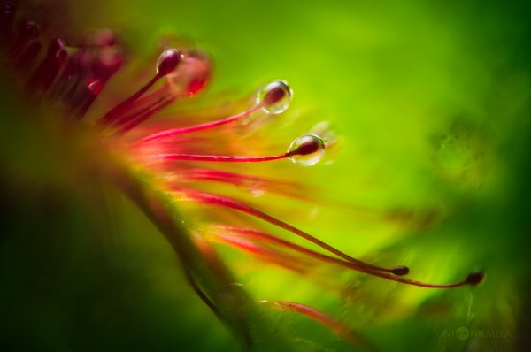 Dewy Sundew Close Up
