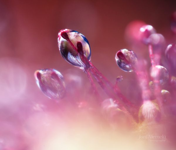 Early Morning Dew Drops Glistening On Sundw Tentacles