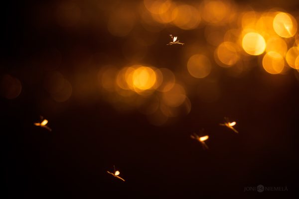 Enchanting Dance Of Fireflies On A Warm Summer Night