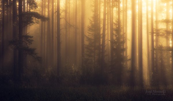 Enchanting Sunrise Through Misty Forest Trees In Early Morning Light