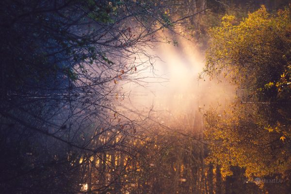 Enigmatic Sunrise Peering Through Mist-Shrouded Forest Trees