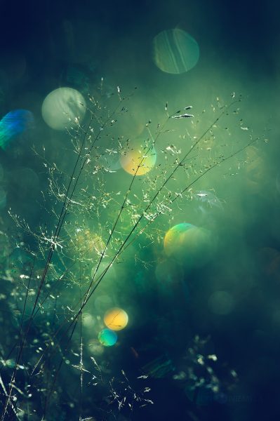 Ethereal Dew Drops On Delicate Hays During A Misty Morning