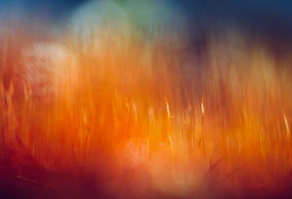 Ethereal Glow Of Haircap Moss