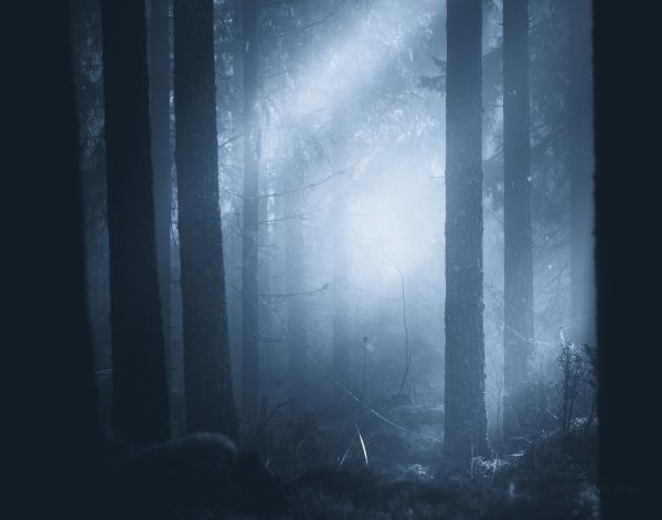 Ethereal Light Filtering Through Foggy Forest