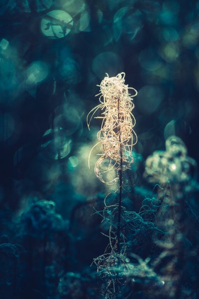 Ethereal Sunlight Filtering Through Trees Illuminates A Single Forest Plant