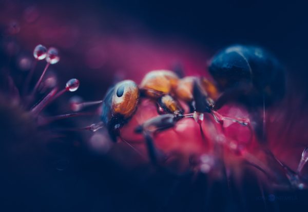 Extreme Closeup Of Ant Stuck On Sundew Drops