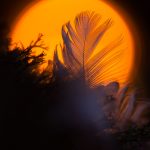 Feather Of Bird In Front Of Setting Sun