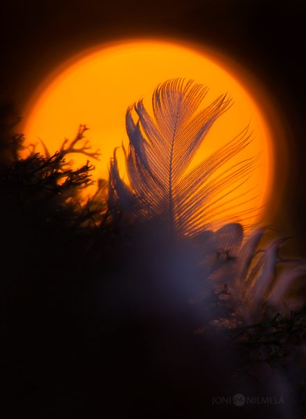 Feather Of Bird In Front Of Setting Sun