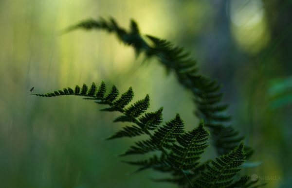 Fern Leaf With Blurry Background