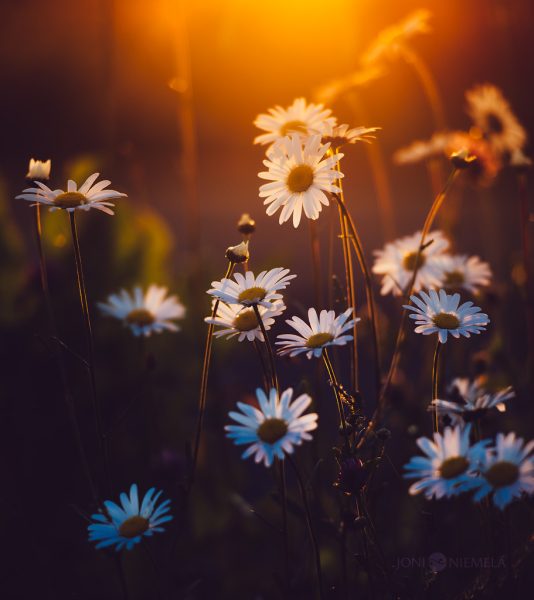 Field Of Daisies With Sun Background