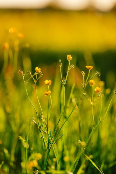 Field Of Grass With Yellow Buttercup Flowers
