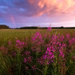 Field Of Purple Fireweeds Under Cloudy Sky