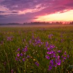 Field Of Purple Flowers Under Cloudy Sky
