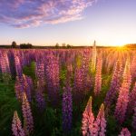 Field Of Purple Lupine Flowers With Setting Sun