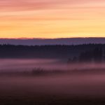 Foggy Field With Trees In The Distance