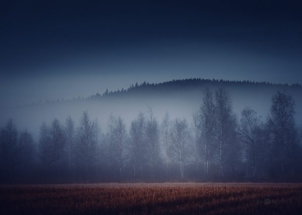 Foggy Field With Trees In The Distance