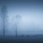 Foggy Field With Two Trees