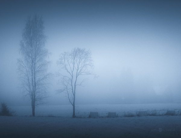Foggy Field With Two Trees