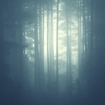 Foggy Forest Filled With Trees