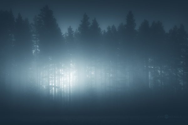 Foggy Forest With Light Shining Through Trees