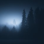 Foggy Night In The Woods With Trees