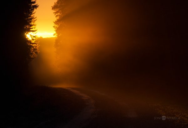 Foggy Road With Trees Lining Both Sides