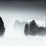 Foggy Trees In Black And White